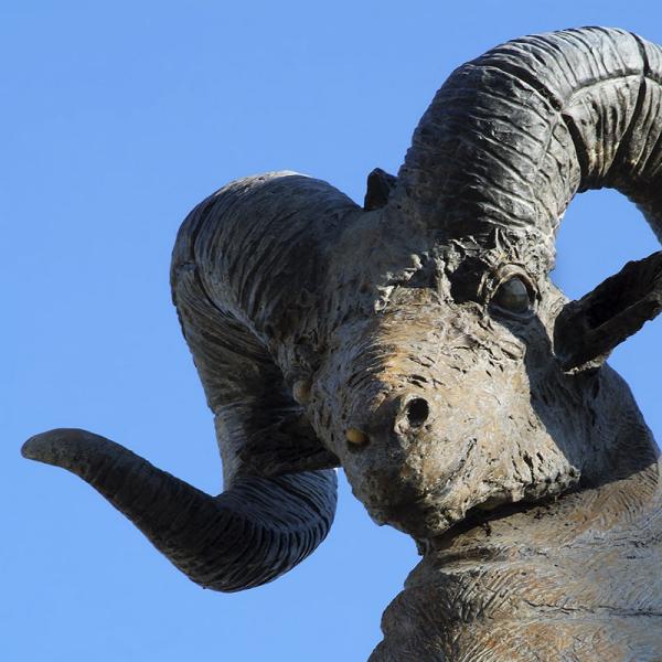 Borrego Salvaje, 1996.